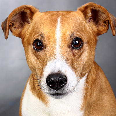 Hunde-FotoShooting